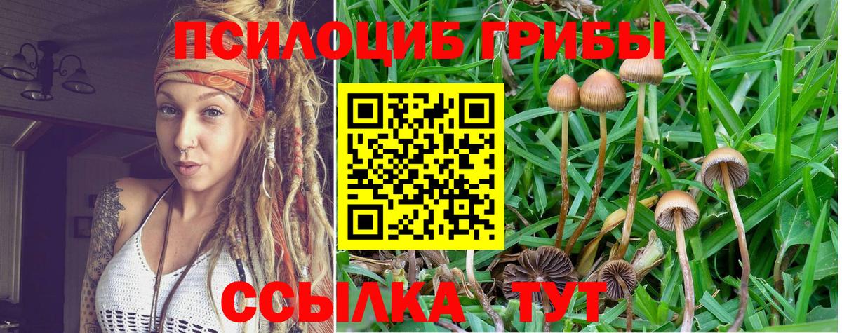 Галлюциногенные грибы Psilocybe Астрахань